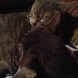 Meet your Posher, Pamela